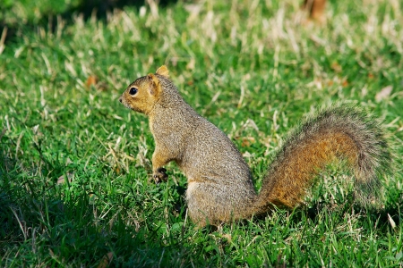 Eastern Gray Squirrel Searching for Acornsの写真素材
