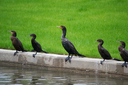 Five Cormorants Sunning Next to a Waterwayの写真素材
