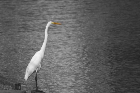 Great Egret Looking for Fishの写真素材