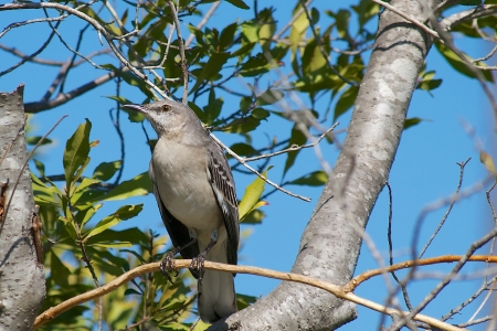 Northern Mockingbird Perched on a Sunny Winter Dayの写真素材