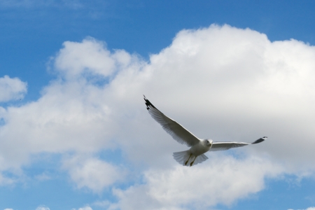 Seagull Flying Against a Beautiful Blue Skyの写真素材