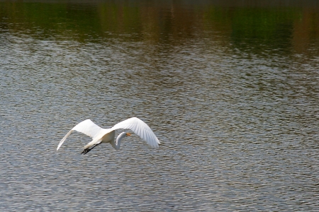 3  Great Egret Gliding over Waterの写真素材
