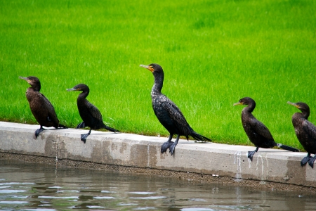 Five Cormorants Sunning Next to a Waterwayの写真素材
