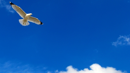 Seagull Flying Against a Beautiful Blue Skyの写真素材