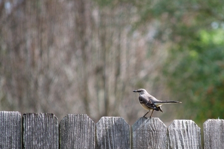 Single Mockingbird Perched on a Fenceの写真素材