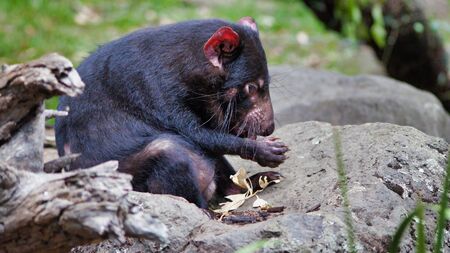CloseUp Of Cute Tasmanian Devil, Australia, Disappearing Species.の写真素材