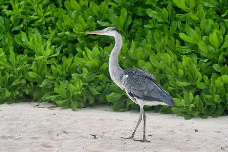 Beautiful Heron On White Beach Near Maafushi Island Maldives Indian Ocean.の写真素材