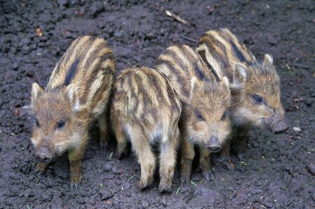 Close Up Of Four Cute Small Wild Boars Pigletsの写真素材