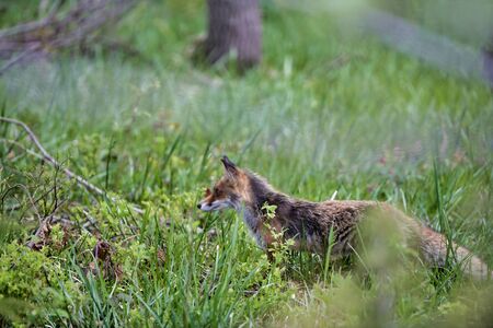 Red fox (Vulpes vulpes) hiding in the grass with mesmerizing look. 8k wide shot Carpathian valley,...
