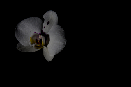 A low key image of a flowering Orchidの写真素材