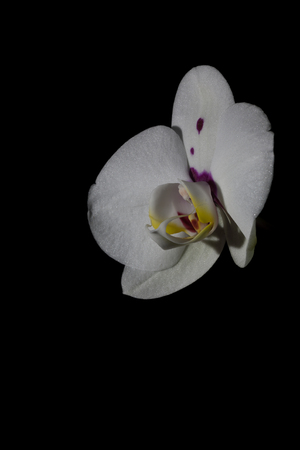 A low key image of a flowering Orchidの写真素材