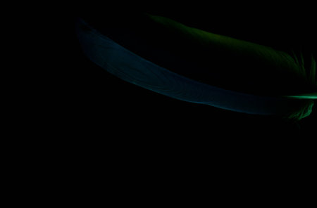 A low key image of a Macaw featherの写真素材