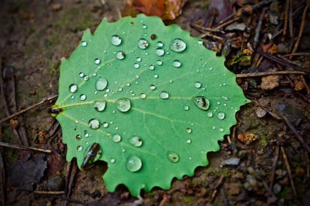Water drops on a fallen leafの写真素材