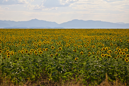 Endless sunflower field  Crop of sunflowers stretching all the way to the mountains on the horizonの写真素材