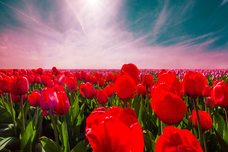 Colorful field of tulips, Netherlands. Keukenhof park, Holland.の写真素材