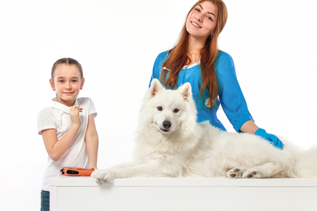 Veterinarian with dog, on table in vet clinic, animal doctor conceptの写真素材
