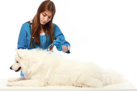 Veterinarian with syringe and dog, on table in vet clinic, animal doctor conceptの写真素材