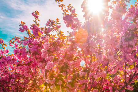 Full magnolia tree in bloom on sunsetの写真素材