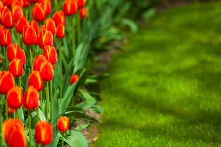 Colorful field of tulips, Netherlands. Keukenhof park, Holland.