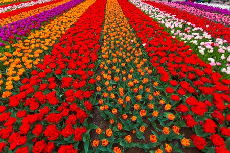 Colorful field of tulips, Netherlands. Keukenhof park, Holland. Flower background.の写真素材