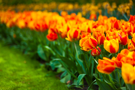 Colorful field of tulips, Netherlands. Keukenhof park, Holland.の写真素材
