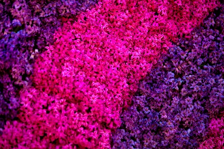 Beautiful purple and pink bells flowers as backgroundの写真素材