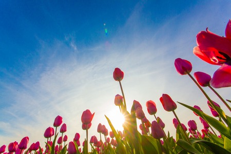 Colorful field of tulips, Netherlands. Keukenhof park, Holland.の写真素材