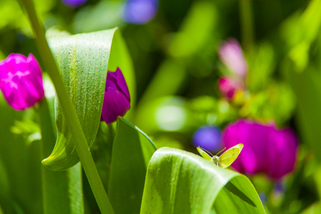Colorful field of tulips, Netherlands. Keukenhof park, Holland.の写真素材