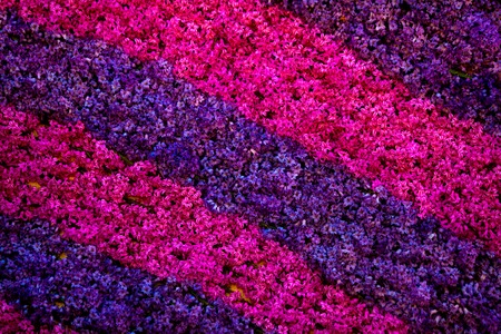 Beautiful purple and pink bells flowers as backgroundの写真素材