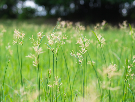 abstract grass flower on meadow in public park