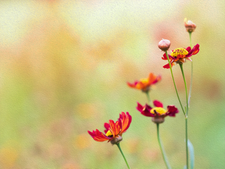 flower with photoshop filter oil paint effect created from real photoの写真素材