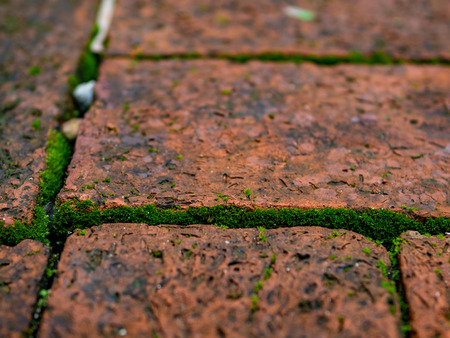 selective focus green moss in the seam of brick streetの写真素材