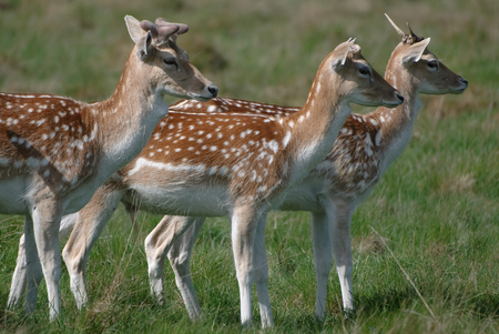 Fallow Deer Looking Onの写真素材