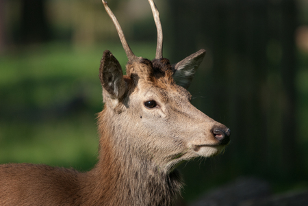 Beautiful Red Deerの写真素材