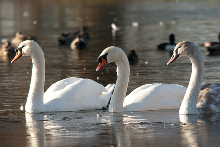 Three Swans Swimmingの写真素材