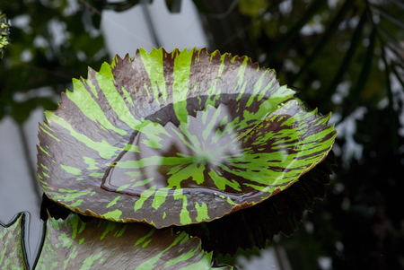 Water on a Lilly Padの写真素材