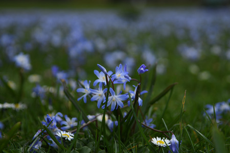 First Flowers of Spring