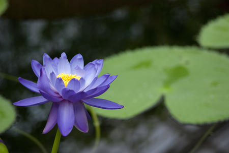 Beautiful Blue Lily Flowerの写真素材