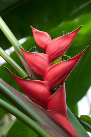 Red Flower and Green Leavesの写真素材