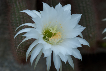 Beautiful White Flowerの写真素材