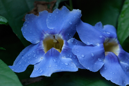 Beautiful Blue Flowerの写真素材