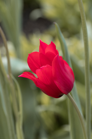 A red tulip in the spring sunshineの写真素材