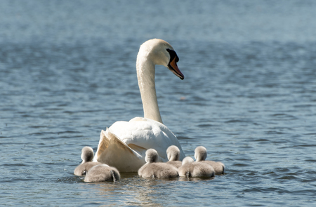Mother swan swimming with her cygnetsの写真素材