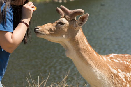 Person feeding a roe deerの写真素材