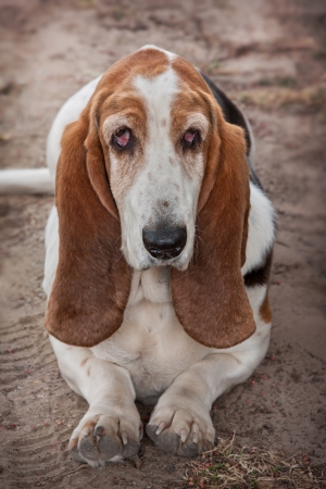 front view of a old sad dejected looking basset hound lying down feet frontの写真素材