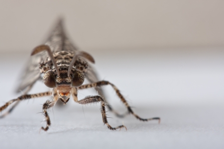 dragonfly detail head on showing eyes の写真素材