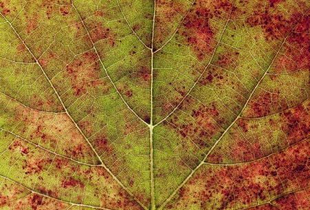 vein detail on an autumn leafの写真素材