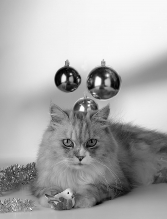 kitten cudling a bird with christmas decorationsの写真素材