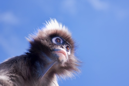 langur monkey looking skyward