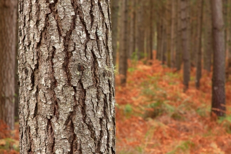 tree trunk in plantation focus on bark